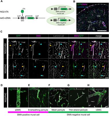 Optogenetic demonstration of the involvement of SMA-negative mural cells in the regulation of cerebral blood flow